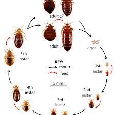 How To Get Rid Of Bed Bugs A Low Cost Diy Extermination Without Toxic Poisons Dengarden