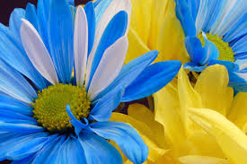 Maybe you would like to learn more about one of these? 45 Blue And Yellow Floral Wallpaper On Wallpapersafari