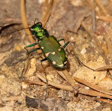 Image result for Blotiella natalensis