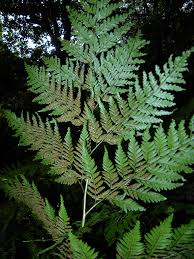 Image result for Arachniodes webbiana