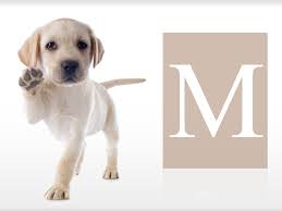 Mâle ou femelle, nous allons vous aider à vous cherchez un nom de chien en n pour l'année 2017 ? Prenoms Pour Chien Lequel Choisir Pour Votre Compagnon