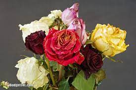 How To Preserve Your Fresh Cut Flowers