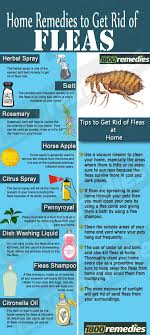 These Home Remedies For Fleas Will Not Only Kill The Fleas But Will Also Prevent The Fleas In Your Home In F Home Remedies For Fleas Flea Remedies Pet Remedies