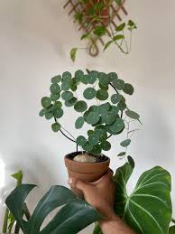 Image result for Cyphia erecta