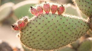 Red cactus cactus water prickly pear cactus mini cactus cactus flower flower bookey. Hair Care 101 Why You Should Use Cactus Oil After Taking A Bath