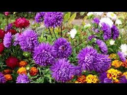 Are you yellow, blue, red, green, purple, orange, pink, or grey/black? How To Grow Asters From Seed Youtube