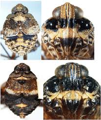 Image result for Distephanus divaricatus