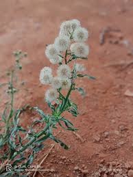 Image result for Erigeron bonariensis