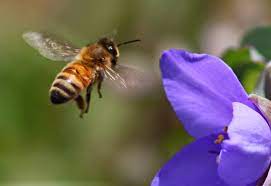Πόσο μακριά συλλέγουν οι μέλισσες? Όλα όσα πρέπει να γνωρίζουμε!
