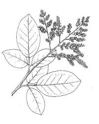 Image result for Dialium angolense