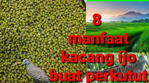 Maybe you would like to learn more about one of these? Cara Memberikan Kacang Hijau Ke Perkutut Youtube