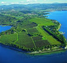 Vinogradi Vineyards Koper Slovenia Paysages Du Monde Paysage
