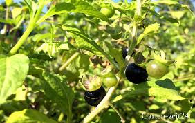 The species originated in western south america and central america. Schwarze Tomaten Das Highlight Im Garten