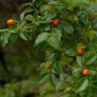 Image result for Cassinopsis tinifolia