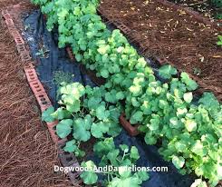 The actual dying process does not typically affect the longevity of your plants. Best Mulch For A Vegetable Garden Dogwoods Dandelions