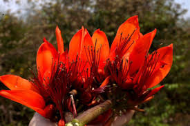 Image result for Erythrina baumii