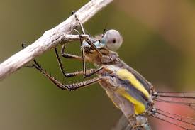 Dsc 7020 Dragonfly Fullcrop Jpg 966 645 Flying Insects Dragonfly Image