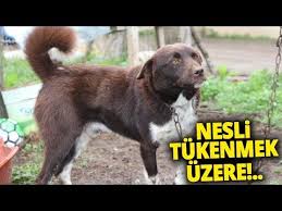 Trabzon A Ozgu Olan Zerdava Kopegi Icin Harekete Gecildi Youtube