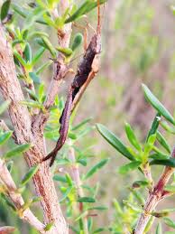 Image result for Anthospermum