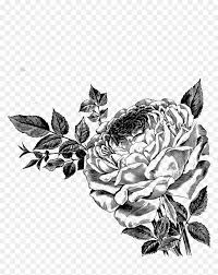 Continuous line art drawing of flower vector illustration minimalist hand drawn one single stripe design isolated on white background. Drawing Of Roses Vector Clipart Black Rose Free Vector Hd Png Download Vhv