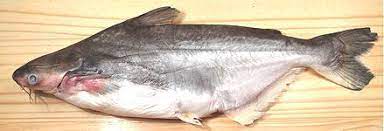 Swai Basa Tra Vietnamese Catfish Shark Catfish