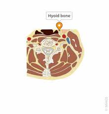 Image result for Hyoid Bone