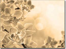 Geschenk verpacken folie ein weinglas in folie verpacken so verpackt man ein glas, pin von deavita auf geschenke in 2020 geschenke, selbst gemacht ein geschenk zur silberhochzeit elas, kirsten stempelkiste geschenk zur goldenen hochzeit, flasche einpacken geschenk pin von frantasiaaa. Glasbild Pink Orchidee Fensterperle De