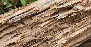 Pest inspections are required in all states except the following Va Termite Inspection Costs Requirements Explained For Veteran Buyers