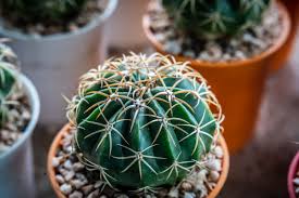 Free Images : flower, background, barrel cactus plant, cacti ...