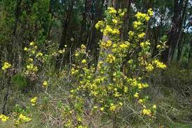 Image result for Chrysanthemoides monilifera