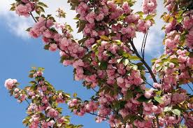 Citrus trees, like a lot of fruit trees, fall prey to insects very easily. Companion Planting The Organic Solution To Healthy Fruit Trees Primrose Blog