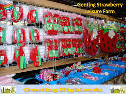 Genting strawberry leisure farm, genting highlands resim: What To Do In Genting Highlands Malaysia