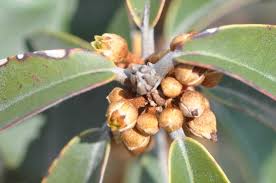 Image result for Englerophytum