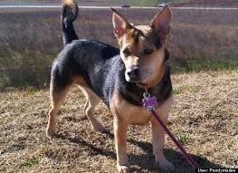 Black And Tan Coonhound German Shepherd Mix Corgi German Shepherd Beagle Mix My Perfect Puppy Hearts Corgi German Shepherd German Shepherd Corgi Mix Shepherd Mix Puppies