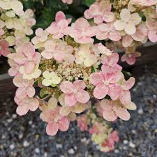 Image result for Polyspatha paniculata