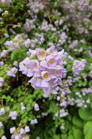 Image result for Launaea violacea