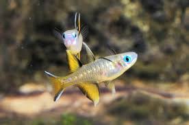 Pacific Blue-Eye
