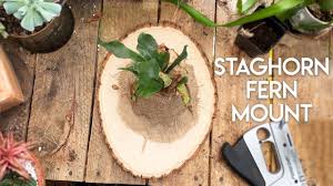 Staghorn ferns are either epiphytic or lithophytic, meaning that they naturally grow on trees or rocks. Staghorn Fern Mount Diy Diy Staghorn Fern Youtube