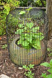 For whatever reason, mammals like rabbits, mice, and deer cannot stand to be around. Simple And Cheap Tips For Preventing Deer Rabbits From Eating Your Plants Buffalo Niagaragardening Com