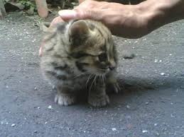 Tapi tenang, kamu bisa mengurangi konsumsi daging dari kucing hutan. Foto Kucing Harga Kucing Hutan