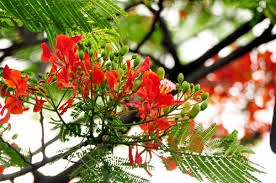 Image result for ảnh hoa phượng đỏ