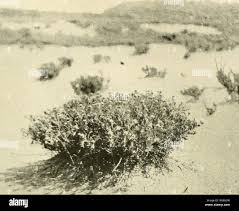 Image result for Tephrosia elata