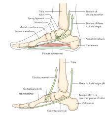 Ankle and foot structure and actions. Easy Notes On Arches Of The Foot Learn In Just 3 Minutes Earth S Lab