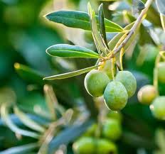 Image result for Olea capensis