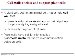 Do animal cells have a rigid cell wall. Robert Hooke The Originator Of The Word Cell