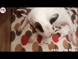 Fransiz Bulldog Yavru Fiyatlari Bulldog Yavrulari Bulldog Kopek