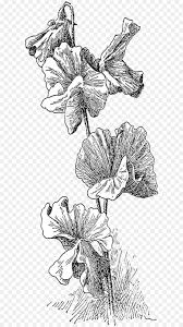 Download Sweet Pea Flower