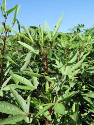 Image result for Manihot esculenta