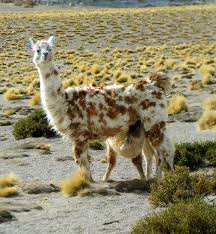 A Llama Lama Glama And Her Baby Baby Llamas Are Called Crias Llamas Produce Small Volumes Of Milk At A Time Thus Crias Animal Mugs African Animals Llama