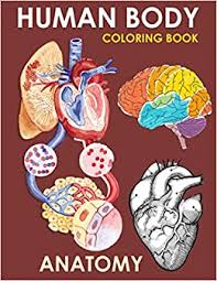 Cool anatomy coloring book respiratory system via : Amazon Com Human Body Coloring Book Human Anatomy Activity Book Respiratory System Brain Skull Reproductive System Muscular System 9798706009236 Prints Aybic Libros